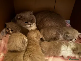 British Shorthair cats Ready Now - British Shorthair Registered Kittens - Advert 2