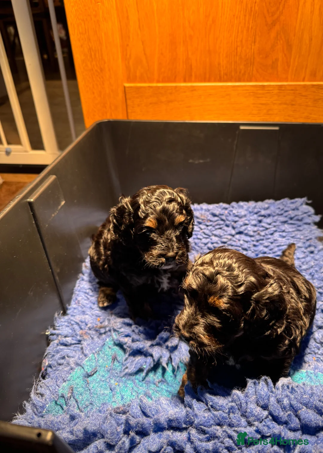 Cavapoo dogs for sale: Gorgeous cavapoo boy available - Advert 1