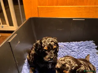 Cavapoo dogs Gorgeous cavapoo boy available - Advert 5