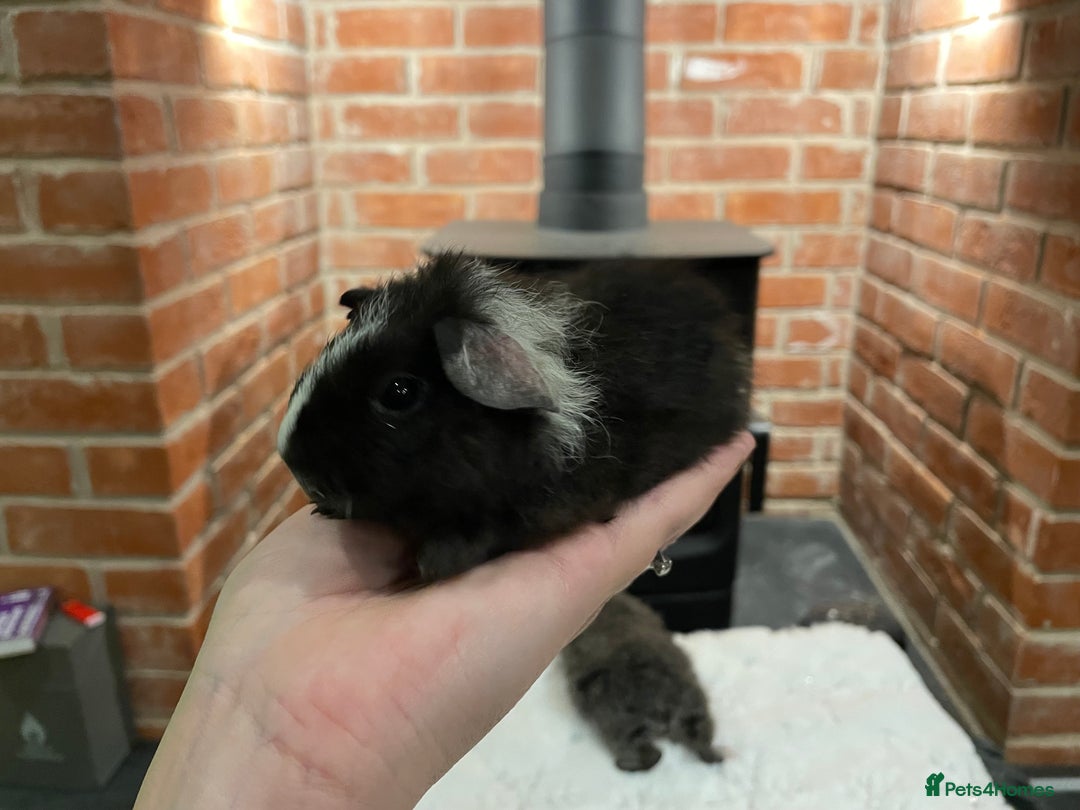 Guinea Pig rodents for sale: Pair of male Rex guinea pigs  - Advert 7