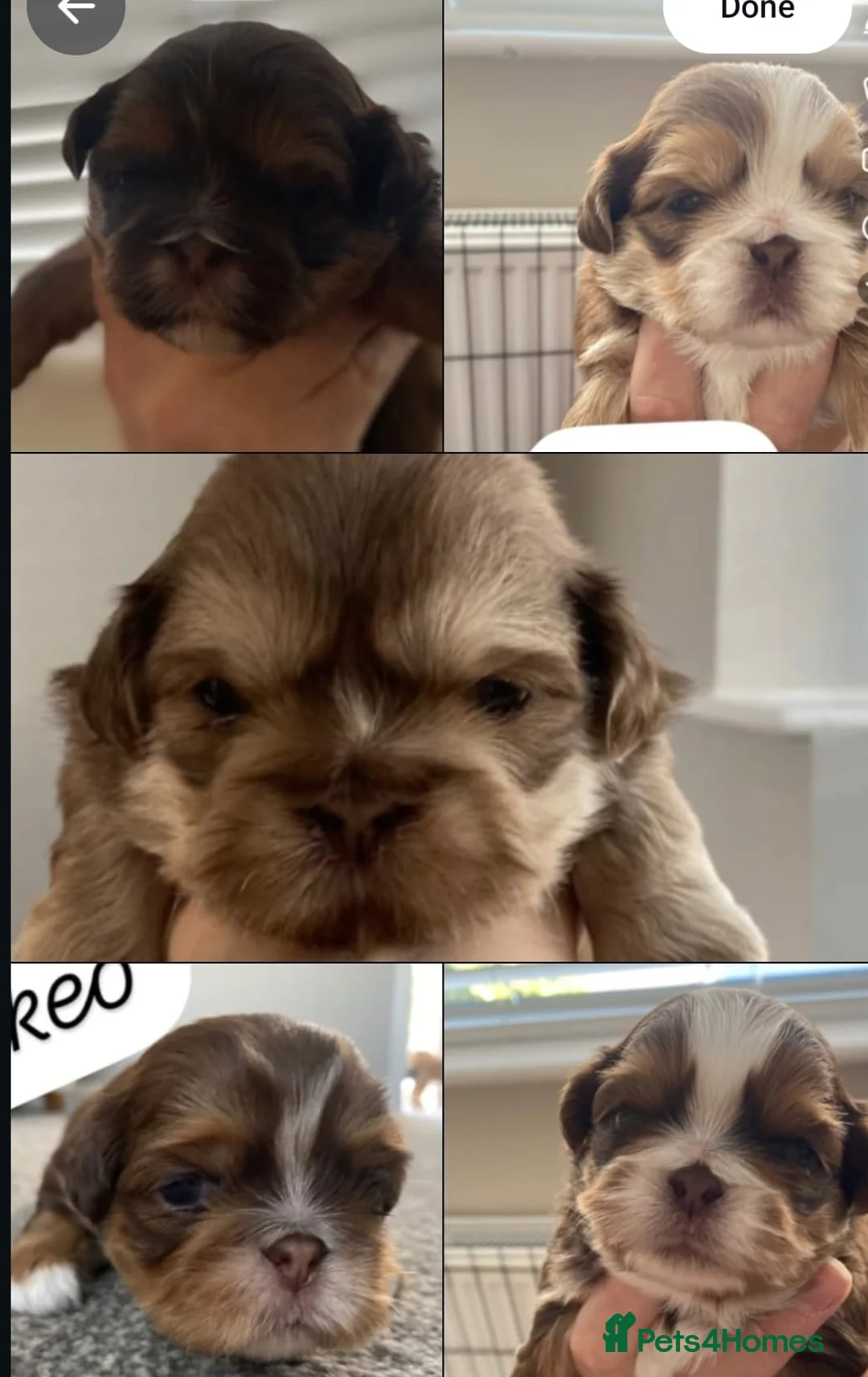 Shih Tzu dogs for sale: imperial choc platinum carrying dobbie for sale - Advert 2