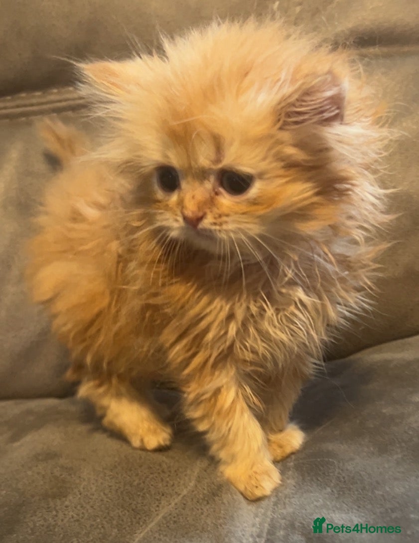 Persian cats  FLUFFY PERSIANS 🌸🌷💐🌹🌼 - Advert 2