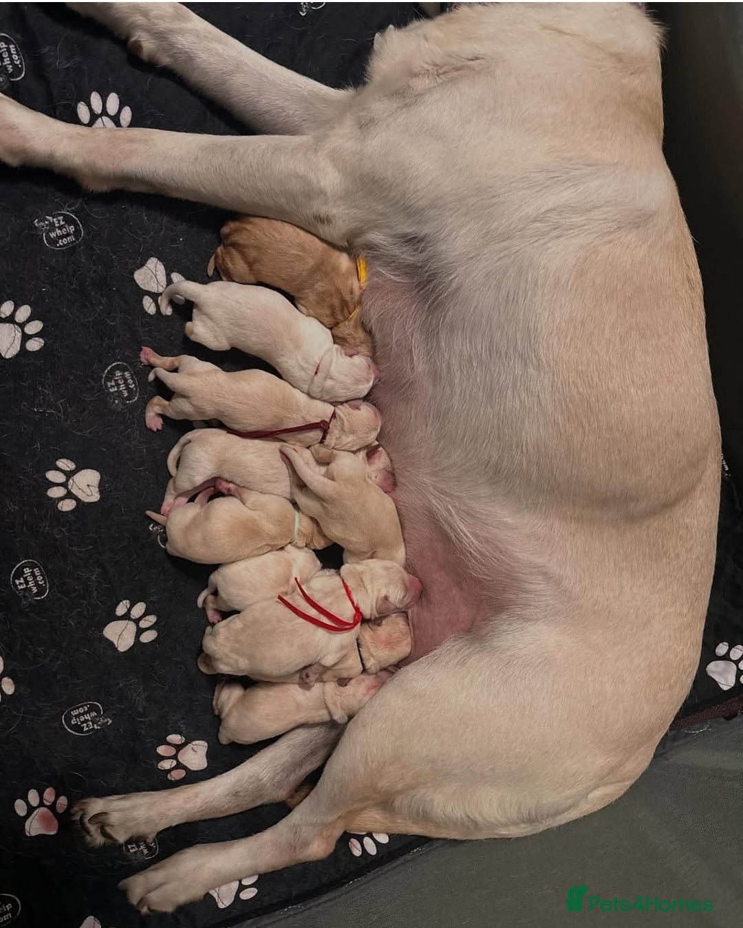 Labrador Retriever dogs for sale: Labrador puppies - Advert 2