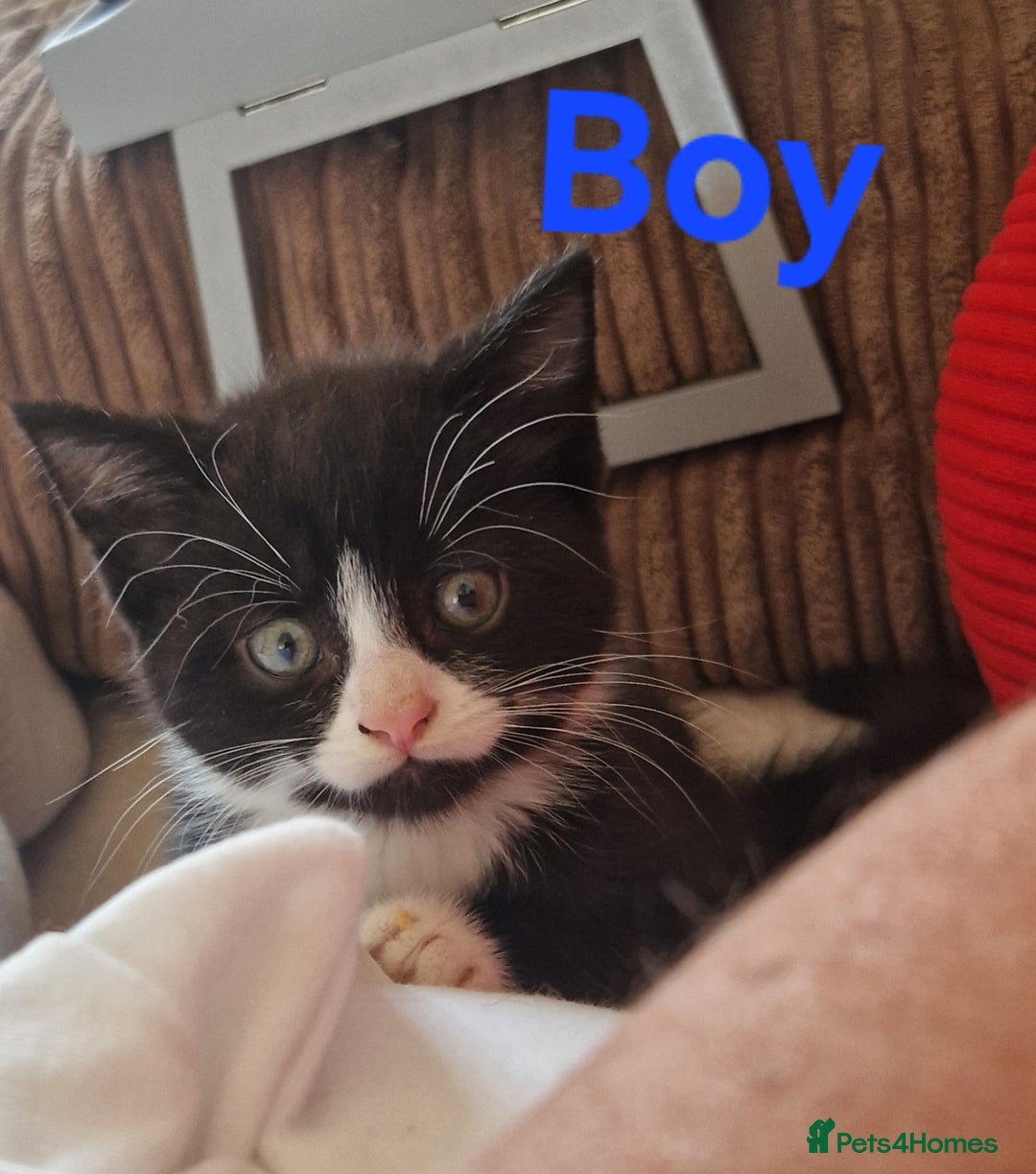 Mixed Breed cats for sale: 2 Beautiful Black & White Kittens - Image 3