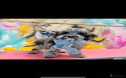 Cockapoo dogs for stud: Mr blu  - Image 1