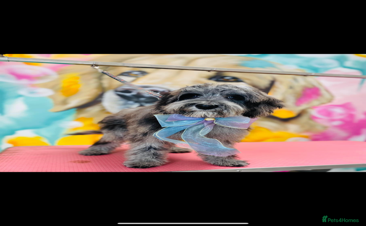 Cockapoo dogs - Advert 3