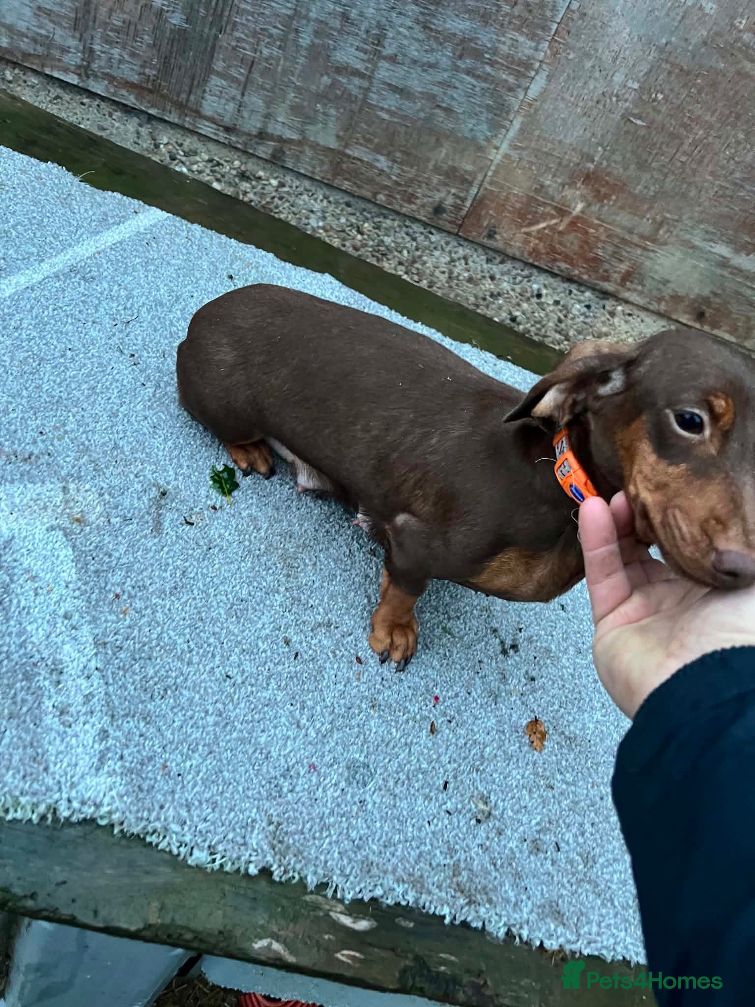 Miniature Dachshund dogs miniature dachshunds - Advert 1