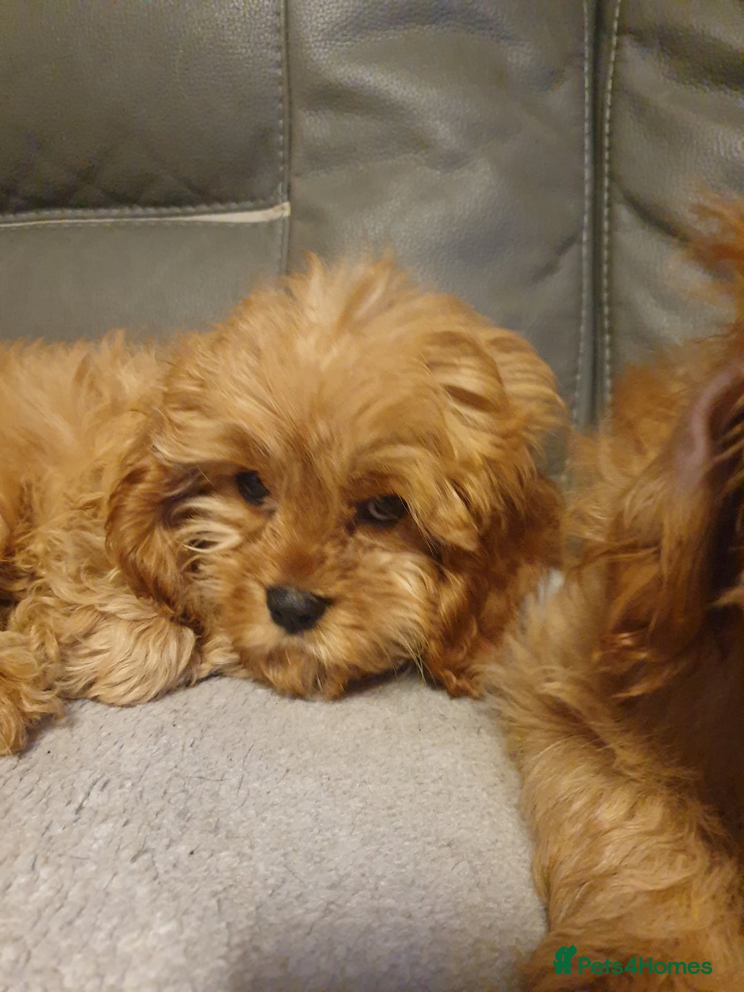 Cavapoo dogs for sale: DNA TESTED ❤️2 girl left ❤️fox red miniature  - Advert 18