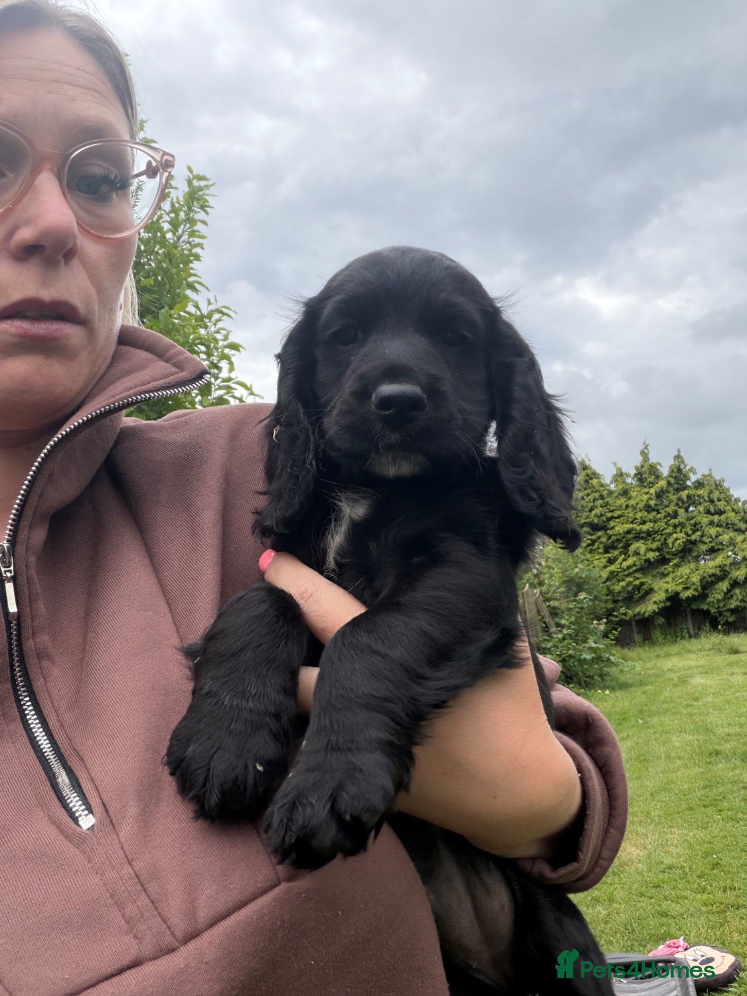 Cocker Spaniel dogs Beautiful cocker girl looking for her forever sofa - Advert 14