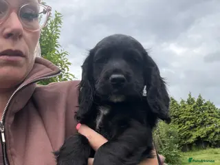 Cocker Spaniel dogs Beautiful cocker girl looking for her forever sofa - Advert 14