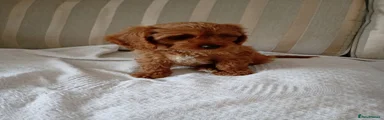 Cavapoo 5