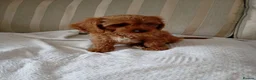 Cavapoo dogs for sale: Cavapoo  in Hull - Advert 5