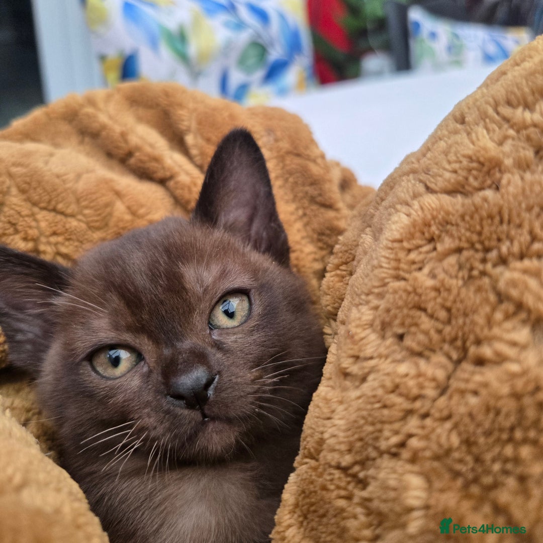 Burmese cats for sale: Pure pedigree, Registered Burmese,Vet checked 2x - Advert 10