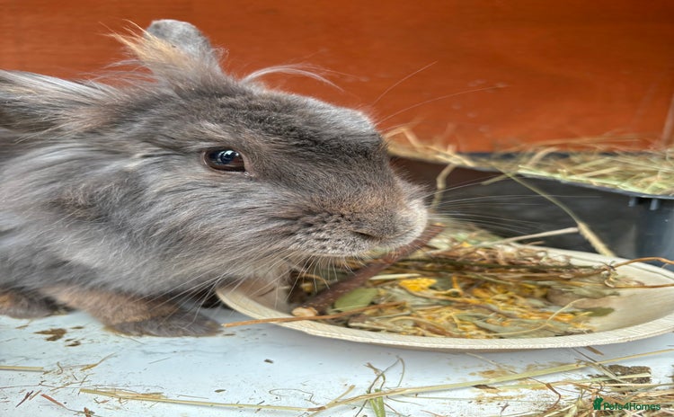 Mixed Breed rabbits - Advert 14