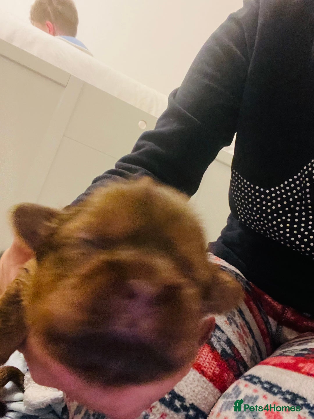 Shih Tzu dogs for sale: KC registered pure breed imperial shihtzu puppies  - Advert 10