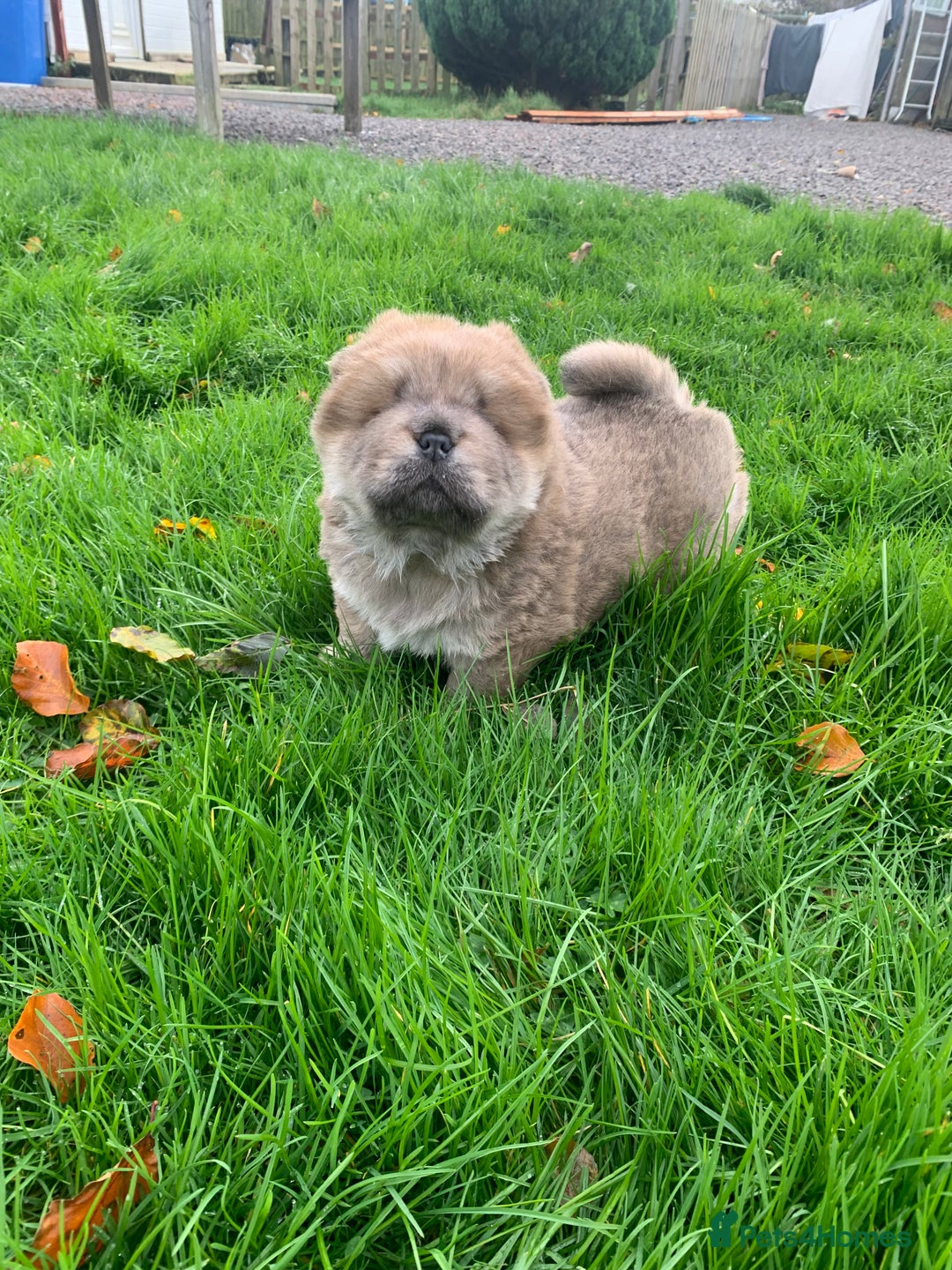 Chow Chow dogs for sale: Stunning male kc chow chow  - Advert 12