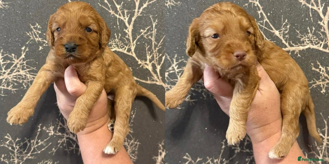 Cockapoo dogs for sale: F1 mini Cockapoos 30 dna health tested clear  - Image 2