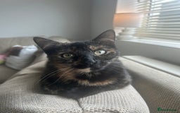 Domestic Shorthair cats for sale: 3 black tabby kitten for sale  - Image 6