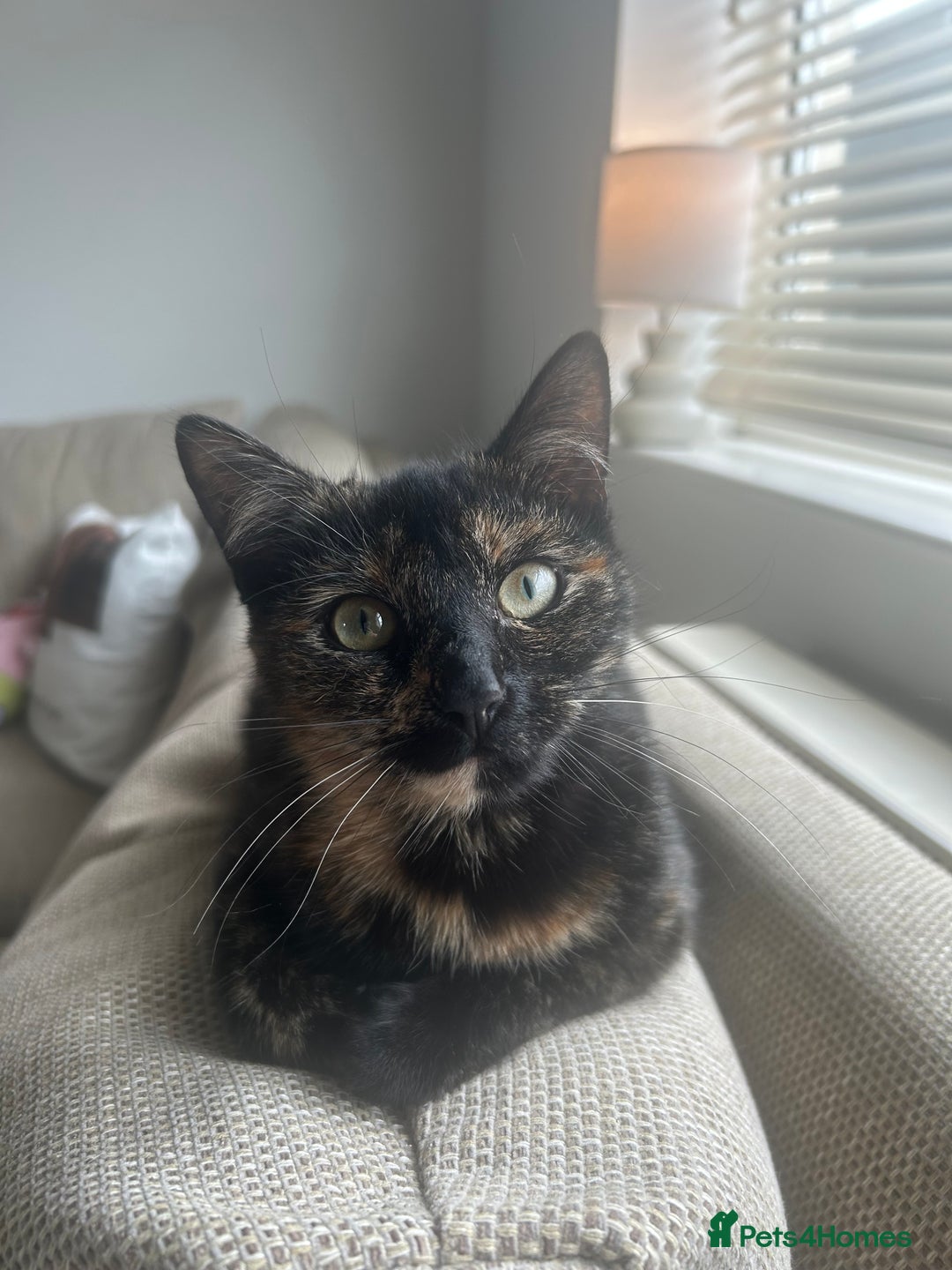 Domestic Shorthair cats for sale: 3 black tabby kitten for sale  - Image 6