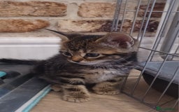 Mixed Breed cats for sale: Gorgeous Bengal x babies **READY NOW** - Image 4