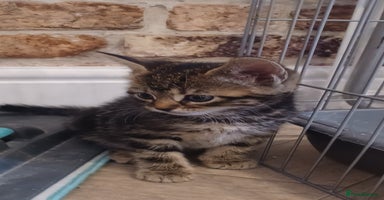 Mixed Breed cats - Advert 5