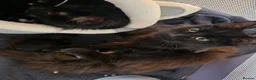 British Longhair cats for sale: Beautiful male kitten - Advert 2