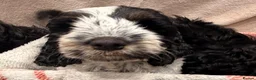 Cockapoo dogs for sale: 🐾 **Beautiful Miniature F1b Cockapoo Puppies **🐾 - Advert 13