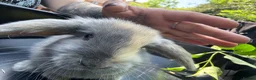 Mini Lop rabbits for sale: Beautiful mini lops ready for their homes - Advert 8