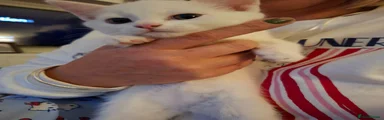 Mixed Breed Kitten 2