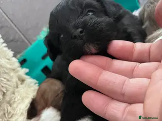 Shihpoo dogs Beautiful Toy Shihpoo girl - Advert 1