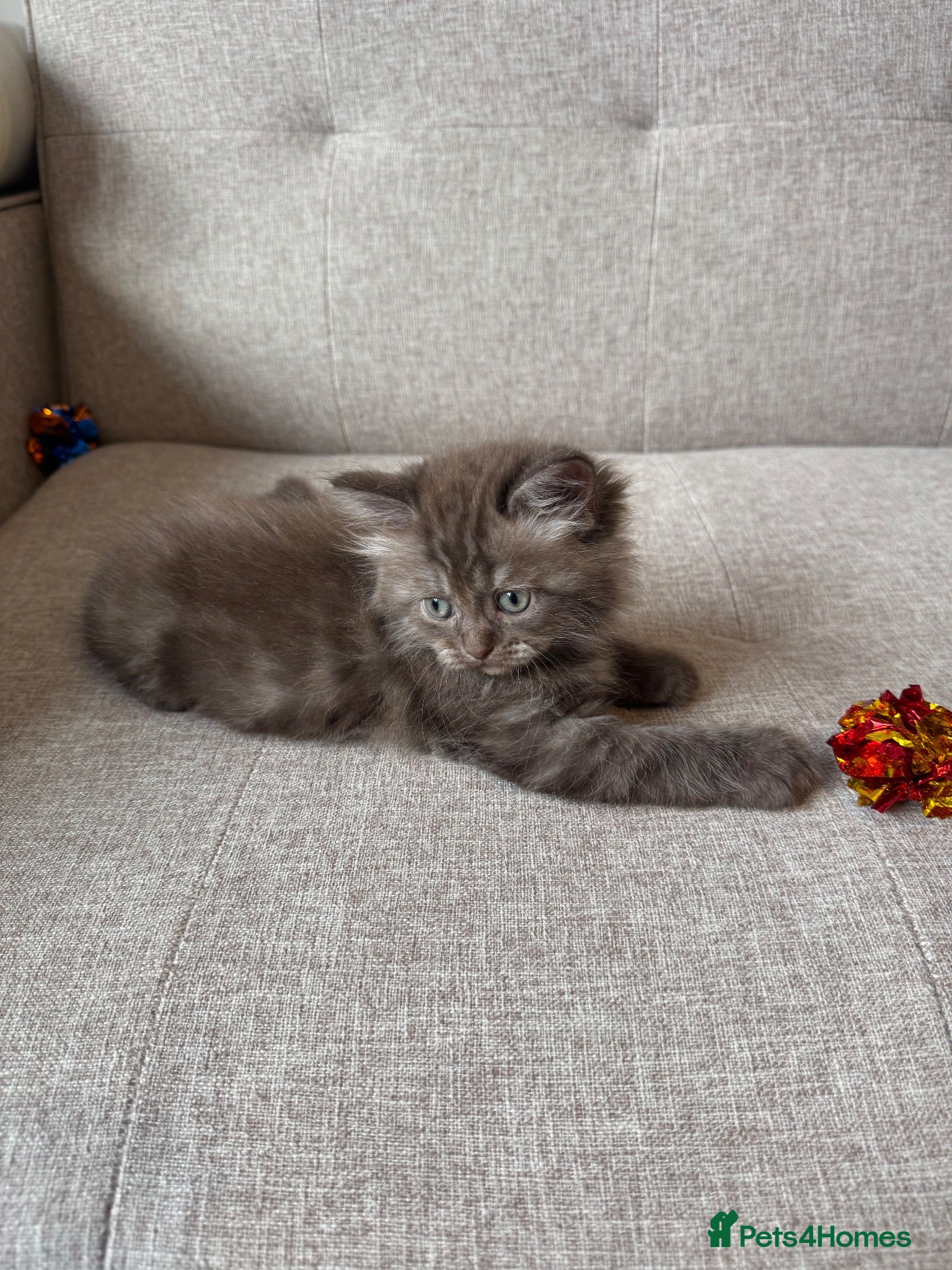 Persian cats Stunning Persian x Ragdoll kittens Ready for Homes - Advert 2
