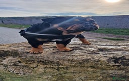 English Bulldog dogs for stud: English bulldog black and tan for stud - Image 2