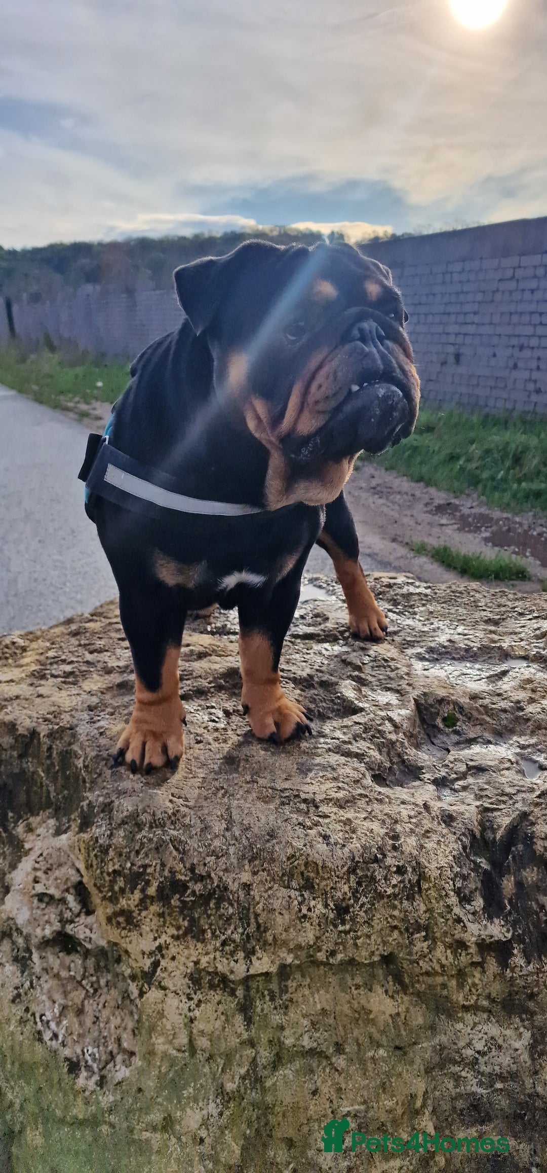 English Bulldog dogs for stud: English bulldog black and tan for stud - Image 2