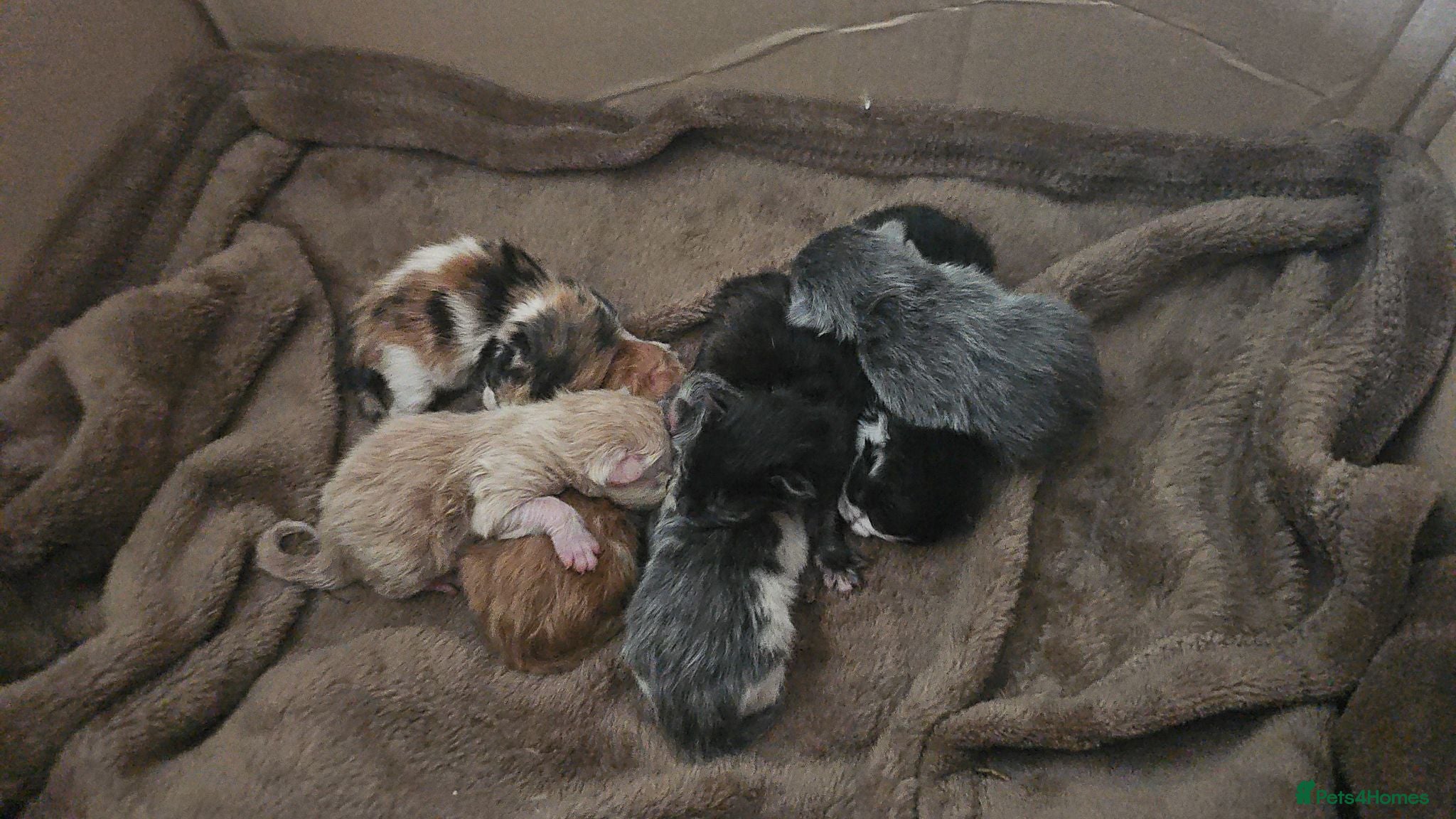 Mixed Breed cats Calico cross bsh kittens  - Advert 1