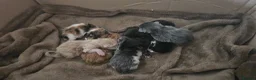 Mixed Breed cats for sale: Calico cross bsh kittens  - Advert 1