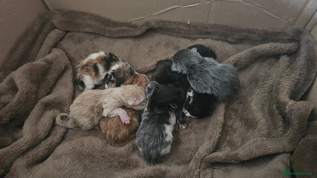 Mixed Breed cats for sale: Calico cross bsh kittens  - Advert 1