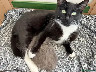 British Shorthair cats Grey kitten - Advert 16