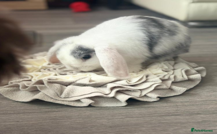 Mini Lop rabbits White mini lop girl - Advert 1