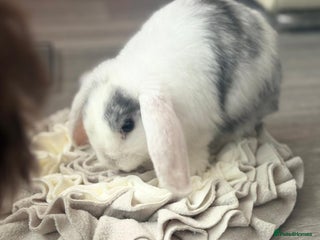 Mini Lop rabbits for sale: White mini lop girl - Advert 1