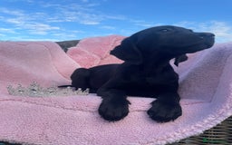 Labrador Retriever dogs for sale: Two Adorable Labrador Puppies - Image 5