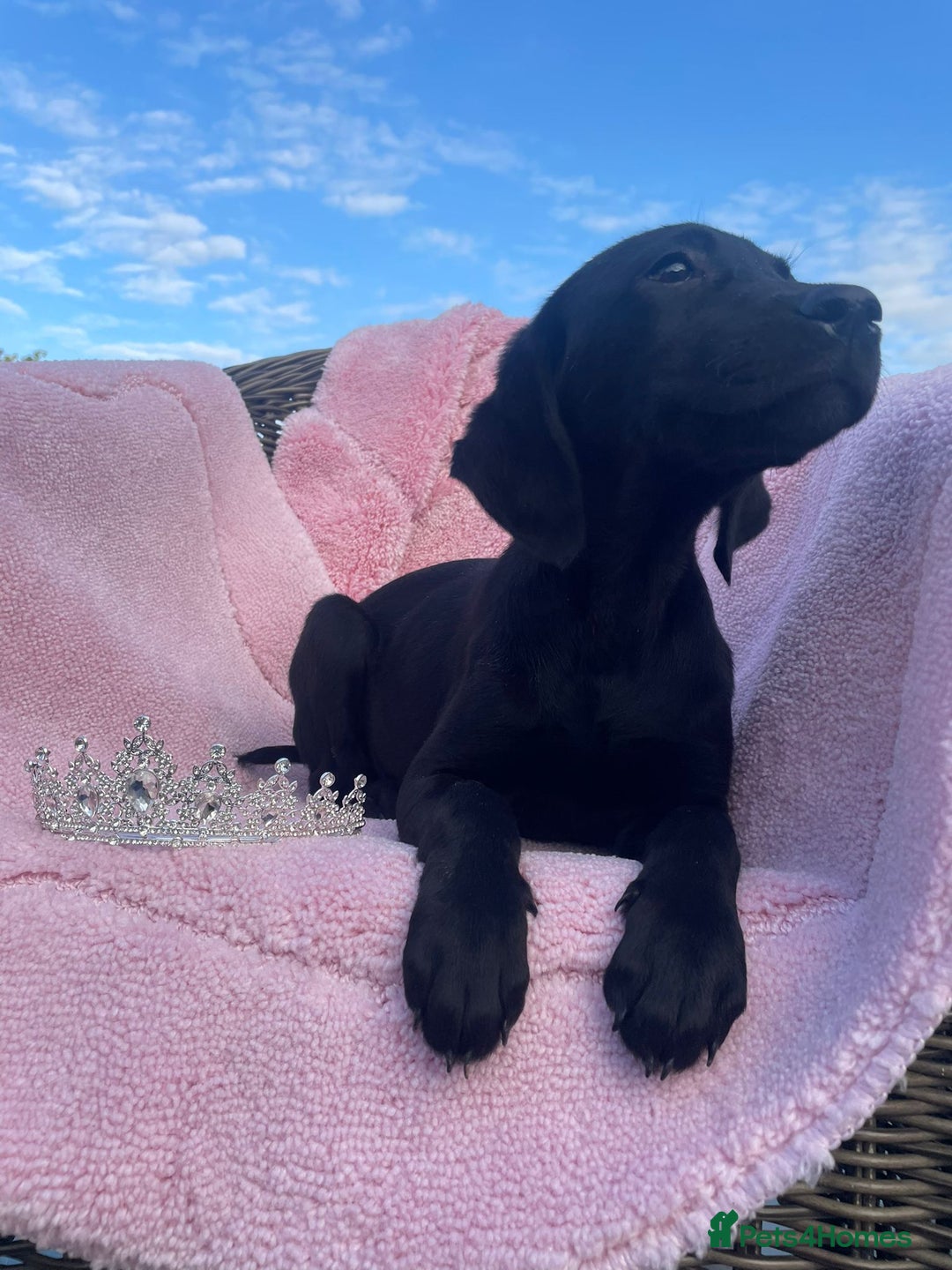 Labrador Retriever dogs for sale: Two Adorable Labrador Puppies - Image 5