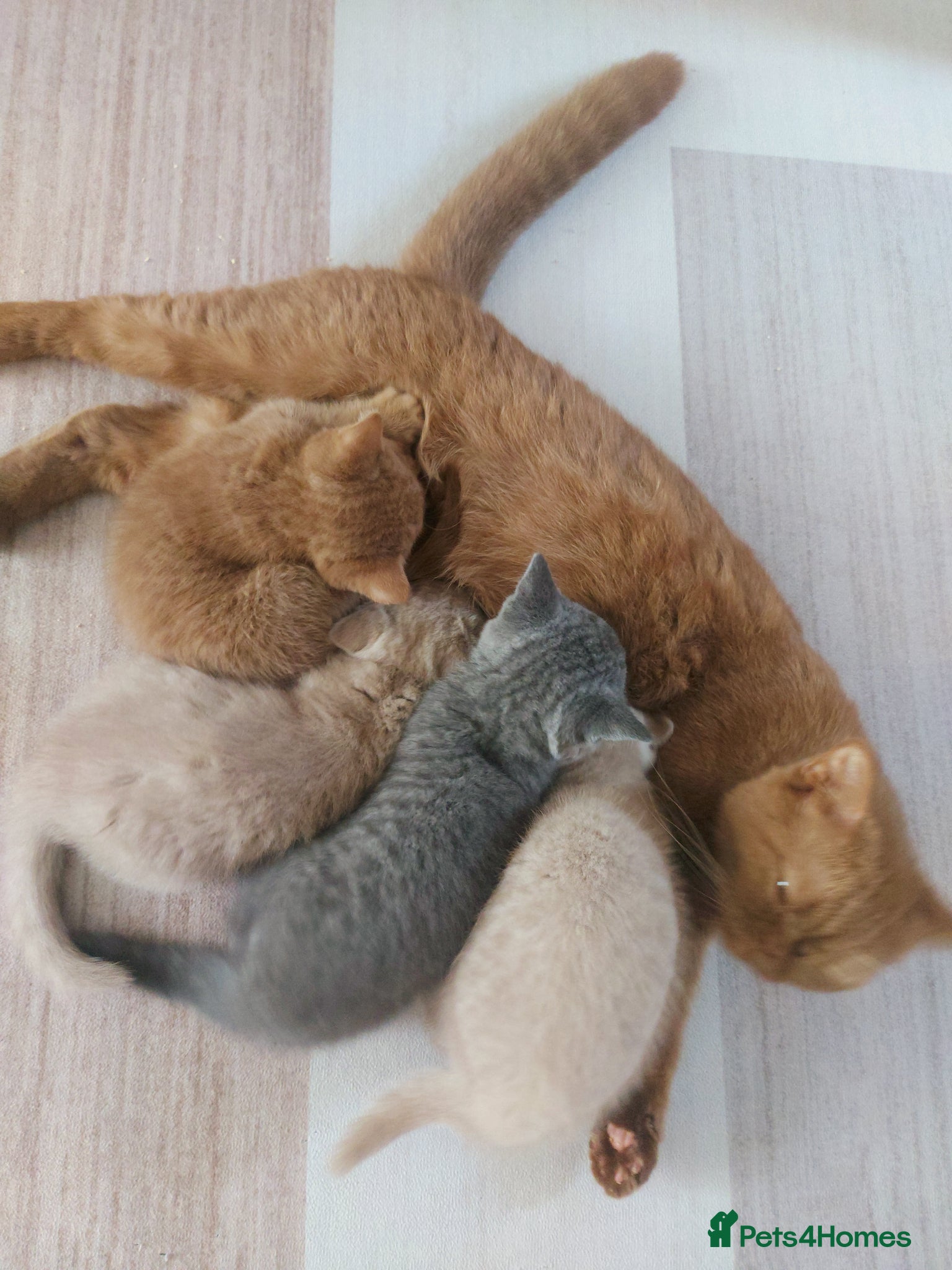 British Shorthair cats British shorthair for sale - Advert 5