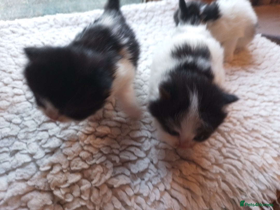 Mixed Breed cats for sale: Persian cross - Advert 6