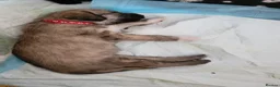Mixed Breed dogs for sale: Bedlington whippet puppies  in Chulmleigh - Advert 8