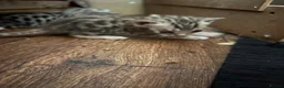 Bengal cats for sale: Charcoal bengal kittens registered.  - Advert 5