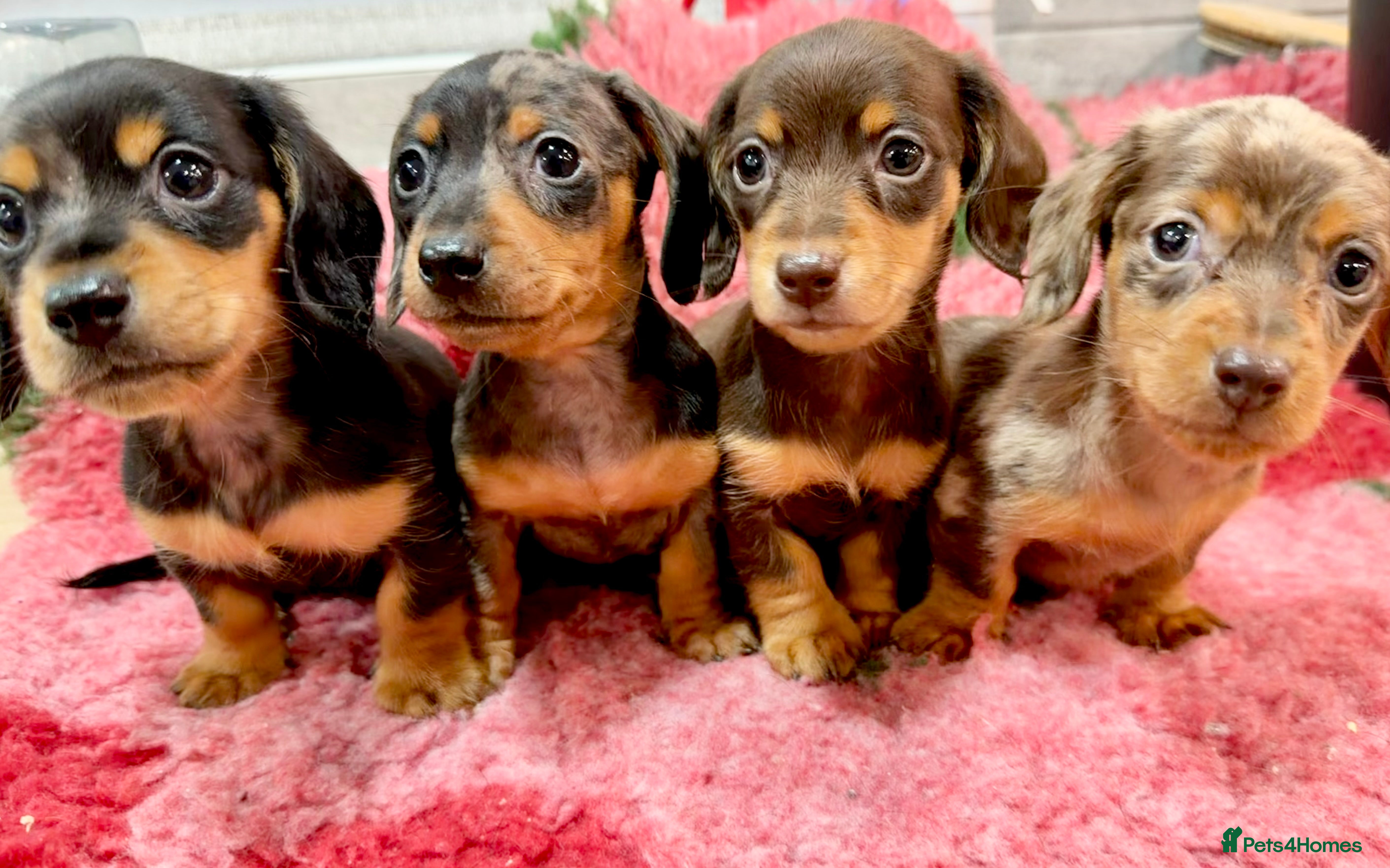 Miniature Dachshund dogs 🩷🌟Beautiful Fluffy  KC chocolate and cream 🩷 - Advert 8