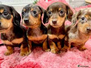 Miniature Dachshund dogs 🩷🌟Beautiful Fluffy KC tiny mini 🌟🩷 - Advert 6
