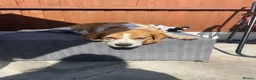 Beagle dogs for sale: Female beagle - Advert 3