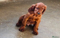 Irish Setter dogs for sale: Outstanding red Irish setters puppies - Image 22