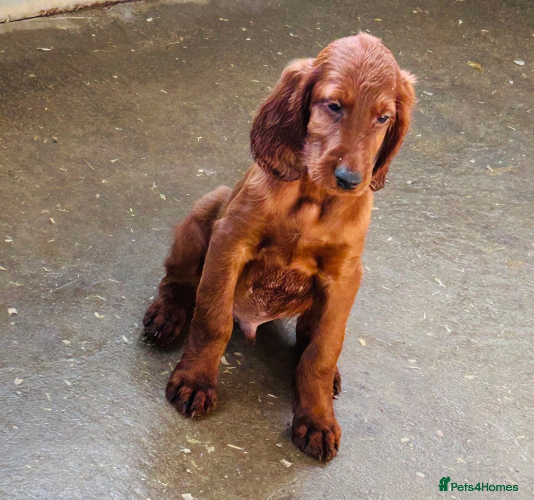 Irish Setter dogs for sale: Outstanding red Irish setters puppies - Image 22